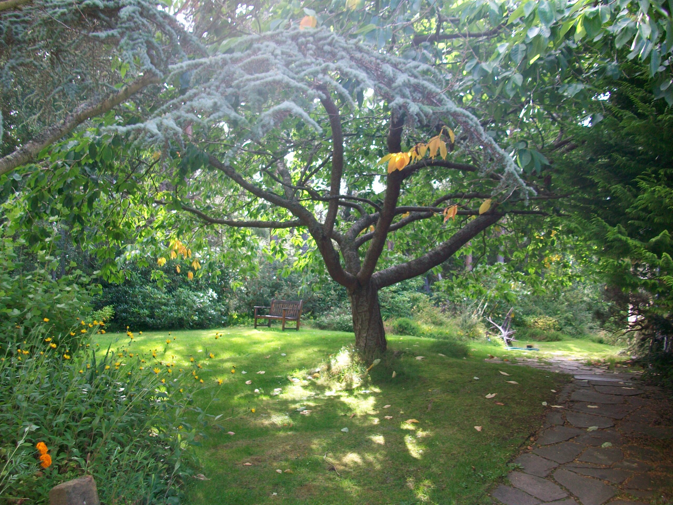 EL ÁRBOL FAMILIAR Y LA EVOLUCIÓN DE LA CONCIENCIA